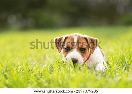 Tiny Jack Russel Terrier puppy laying on green grass. Dogs and pets photography