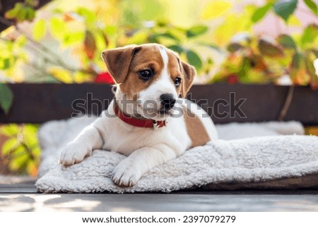 Jack russell terrier puppy on wooden terrace near house during fall season. Dogs and pets photography