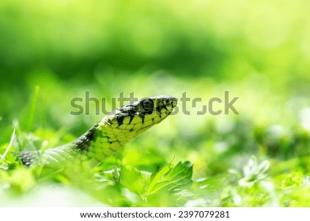 Young grass snake Natrix in backyard lawn. Wild animal photography. Macro shot