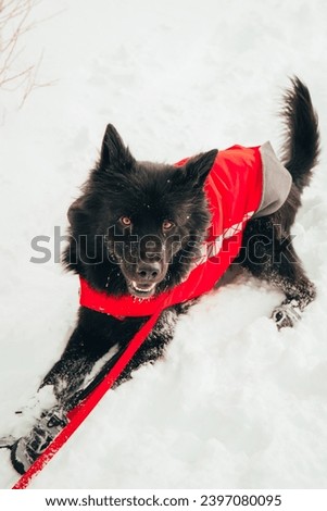 Black dog out in the snow