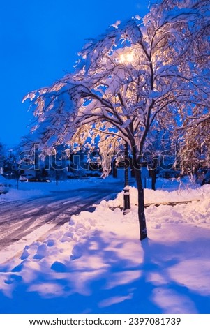 Suburb street at Blue hour after a snow storm - tree with snow on the branches and street light