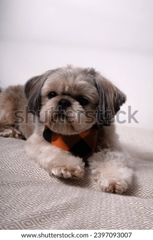 dog, shih tzu, pet, looking, animal, young, no people, small, friend, indoor, mammal, pedigree, adorable, face, best, eye, vertical, copy space