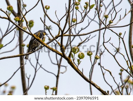 Cheerful Yellow-Rumped Warbler, Setophaga coronata, a North American delight with a vibrant yellow rump. Spreads joy in woodlands and gardens with its lively presence.