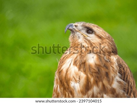 Red tailed hawk ( Buteo jamaicensis ) portrait