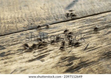 flies, groups of flies on a wooden table