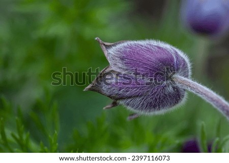 close-up of a purple pasqueflower blossom (pulsatilla vulgaris) with blurry background Royalty-Free Stock Photo #2397116073