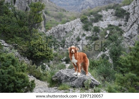 An intrepid Nova Scotia Duck Tolling Retriever dog stands on rocky terrain, overlooking a rugged mountain trail