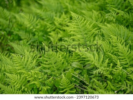 Beautiful green fern leaf texture in nature in the norwegian forest. The ferns are a group of vascular plants that reproduce via spores and have neither seeds nor flowers. 