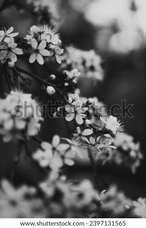 Delicate Cherry Blossom Branch in Bloom