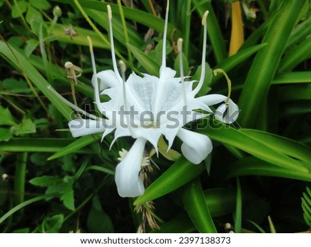 Bumiayu Brebes Central Java Indonesia white radish flowers green leaves in the garden 