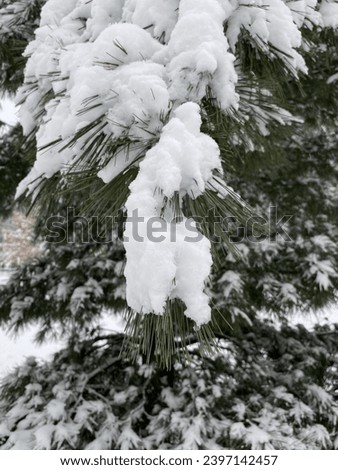 Winter spruce tree boughs after a snowfall in the historic and heritage MacDonald Gardens park in Lowertown East Ottawa Ontario Canada.