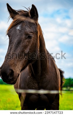 A beautiful horse standing in front of a fence Royalty-Free Stock Photo #2397147723