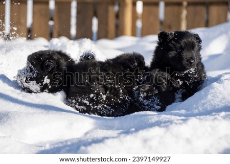 Swedish lapphund puppies in the snow seven weeks old Royalty-Free Stock Photo #2397149927