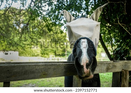 A black horse looking over a wooden gate wearing a fly mask or fly cap cover to protect eyes and ears from flies, mosquitos and uv-light in the summer months. Royalty-Free Stock Photo #2397152771
