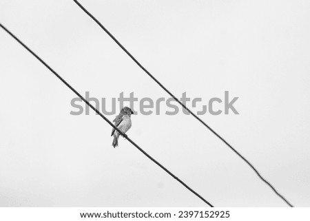 Isolated bird perched on electrical wires in black and white