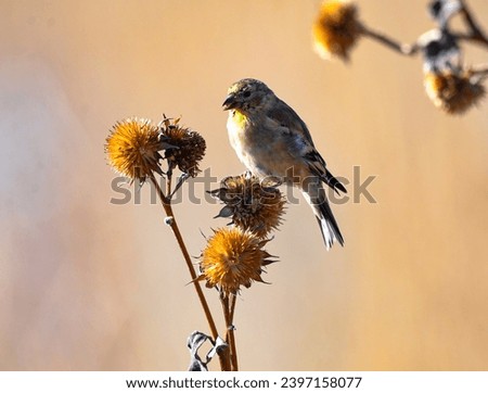 Gold finch perched on a sunflower during the autumn