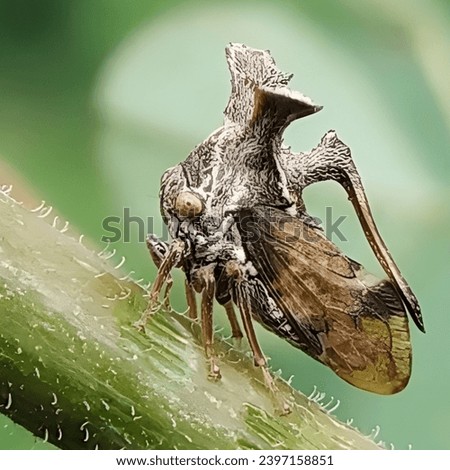 Treehoppers are small brown treehopper insects or insects that have three horns