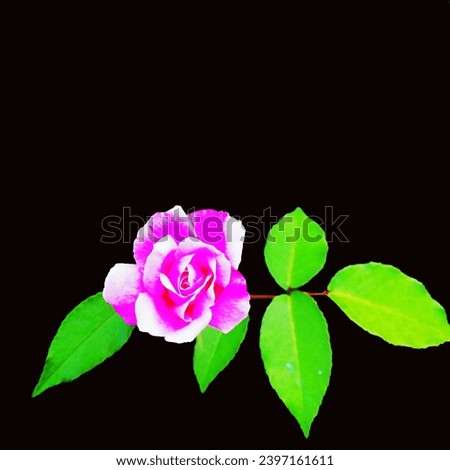 A red rose (Rosa) flower with green leaves on a black background.