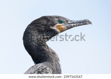 Migratory bird called Long-Eared Cormorant (Phalacrocorax auritus) resting in the Villa Marshes, Lima, Peru Royalty-Free Stock Photo #2397163167