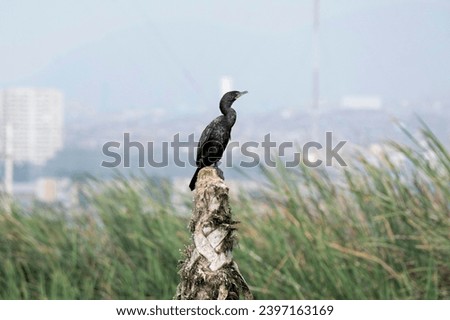 Migratory bird called Long-Eared Cormorant (Phalacrocorax auritus) resting in the Villa Marshes, Lima, Peru Royalty-Free Stock Photo #2397163169