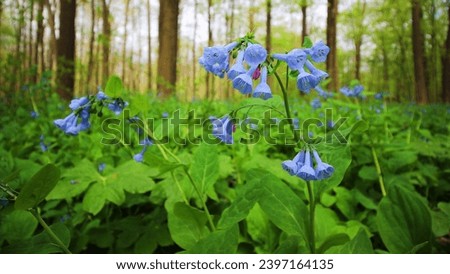 Virginia bluebells spring wildflowers in the forest