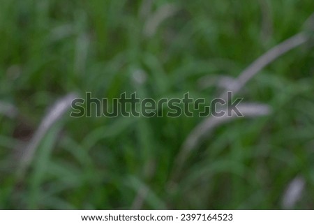 beautiful foliage and nice natural atmosphere for background (blurred)