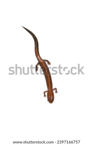 Red-backed salamander isolated on white