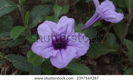 purple flowers around the Indonesian natural field of Tegal