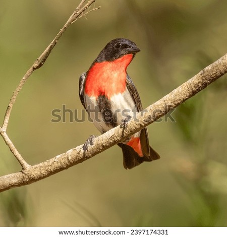The mistletoebird (Dicaeum hirundinaceum) a very small but quite amazing little song bird. relies for the most part on mistletoe berries for its diet, but also eats insects, 
