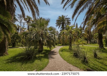 View of the alley with palm trees in the Upper Park of the Sochi Arboretum, Sochi, Krasnodar Territory, Russia Royalty-Free Stock Photo #2397175075