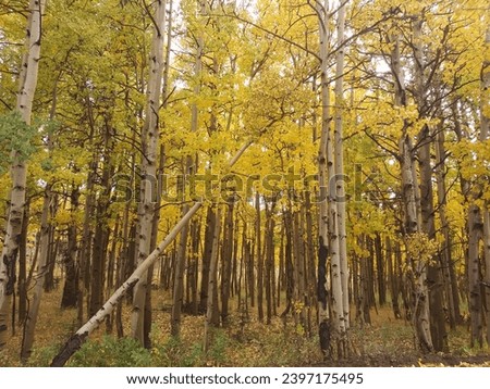 Aspens in fall,golden, Rocky mountains, Colorado 