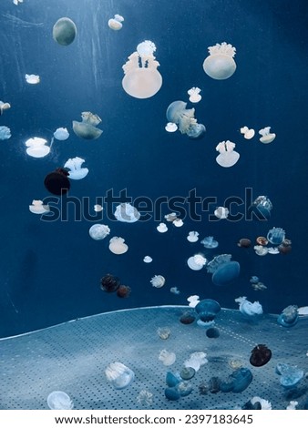 beautiful picture of marine life