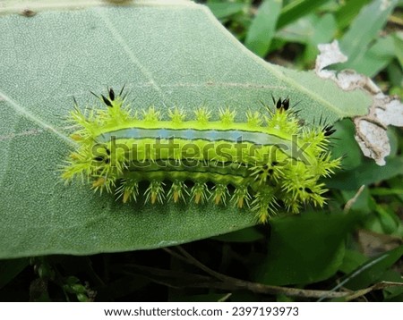 Green caterpillar with spiky hairs cling to leaves. Royalty-Free Stock Photo #2397193973