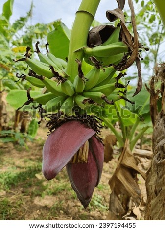 Musa sapientum Linnaeus​ is a fruit that is both food and herbal medicine. Royalty-Free Stock Photo #2397194455