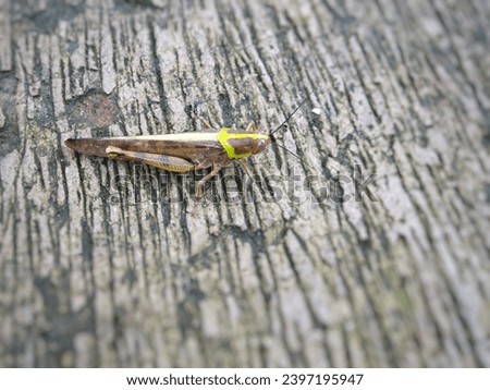 A picture of a Grasshopper on cement floor