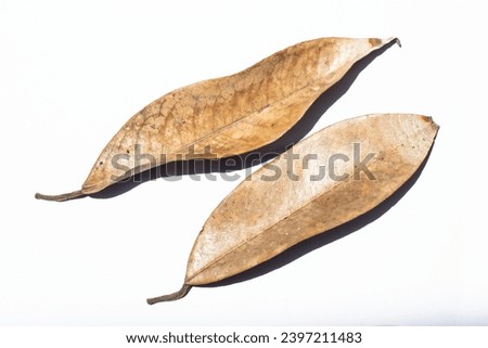 dry leaves or dead leaves isolated on white background