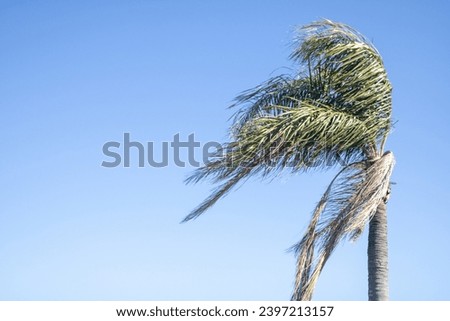 Over Exposed Palm Tree before a storm Royalty-Free Stock Photo #2397213157