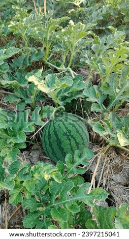 Growth: Watermelon and Our Hope for Later Life Royalty-Free Stock Photo #2397215041