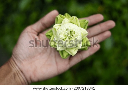 close up of white lotus bud on hand background. Folding white lotus petal on Hand, Thai traditional style.