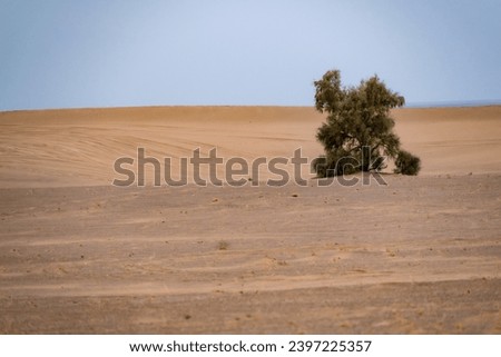 A striking image of a lone tree standing in the midst of a vast desert. The tree, its branches reaching out to the sky, is a symbol of hope and resilience in a harsh environment. The sand dunes...
