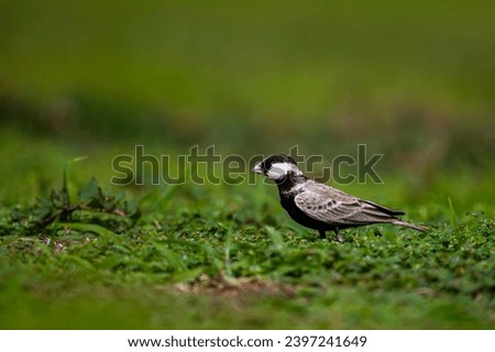 Black-crowned sparrow-lark, Eremopterix nigriceps, Saudi Arabia Royalty-Free Stock Photo #2397241649