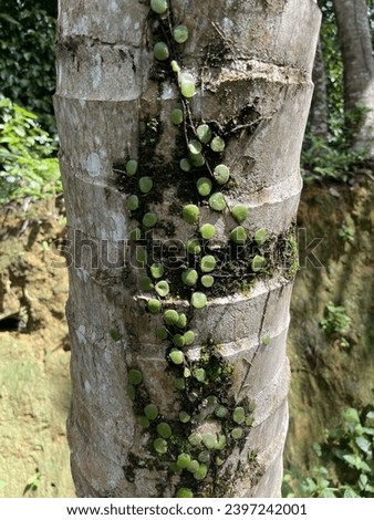 parasitic plants on a tree trunk scientifically known as Pyrrosia Piloselloides or Pokok Duit-duit in Malay