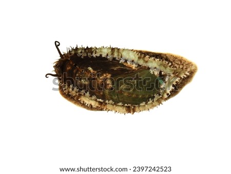 Abalone (ear shells, sea ears, muttonshells) on isolated white background. Halrotis asinine is a fairly large species of sea snail (marine gastropod molluscs), very delicious sea food. Royalty-Free Stock Photo #2397242523