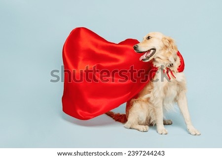 Full body golden retriever Labrador dog wearing red super hero suit pov defend look aside isolated on plain pastel light blue color wall background studio portrait. Pet supernatural abilities concept