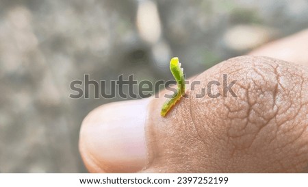 Macro shots, Beautiful nature scene. Close up beautiful caterpillar