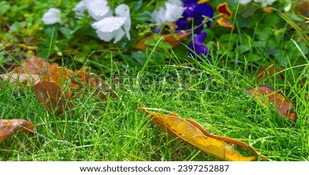 Autumn leaves on the lawn. Autumn means long-awaited changes. This is the time of the year when the air begins to take on a feeling of freshness and coolness, and the leaves begin to change color. Royalty-Free Stock Photo #2397252887
