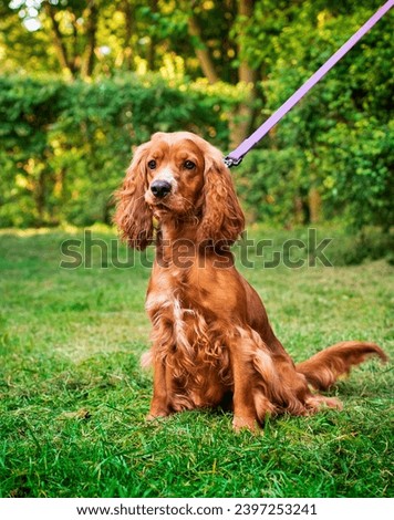 A cocker spaniel dog sits on a background of green trees. He is kept on a leash. Hunter. Dog training. WARNING. The photo is blurred. High quality photo
