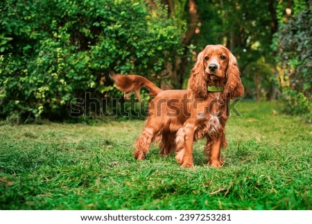 Cocker spaniel dog stands sideways on the background of green trees, forest. Hunter. Dog training. He looks ahead intently. The photo is blurred. High quality photo