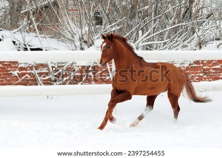 Red horse galloping in winter stud farm