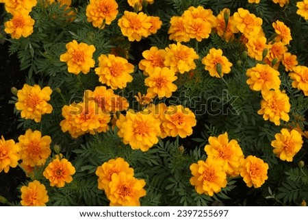 Image of marigolds planted in the garden in full, beautiful bloom.